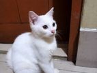 Persian Mixed Male Cat 🐈😺