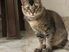 Persian Mixed Male Cat (Male Tiger Shape)