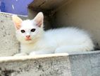 Persian mixed male female kittens