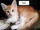 Persian mixed male kitten
