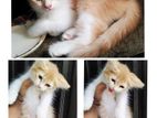 Persian mixed male kitten