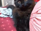 Persian Mixed Male Kitten