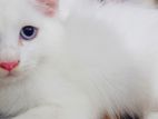 Persian Mixed Odd Eyes Male Kitten