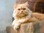 Persian new adult female cat