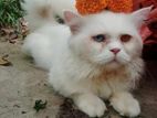 Persian odd eye cat male
