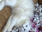 Persian odd eye female cat