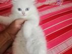 Persian Odd Eye male baby