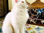 Persian Odd Eye Male Cat