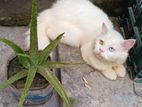 Persian odd eye male cat
