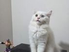 Persian Odd Eye Male