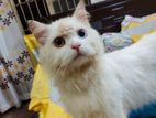 Persian Odd eyes Male