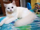 Persian Odd Female Cat