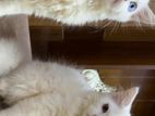 persian pair (baby)