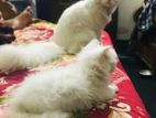 Persian Pair for sale