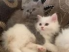 Persian cat pair sell.