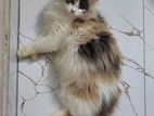 Persian Pregnant Calico