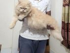 Persian Pregnant Female caT