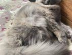 Persian Pregnent Cat