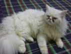 Persian punch cat