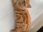 Persian Punch Face Cat