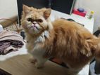 Persian Punch Face Cat