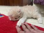 Persian punch face kitten