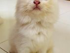 Persian Pure Baby Cat