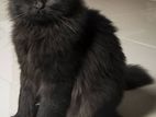 persian pure female black cat for sell