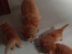 Persian pure Ginger Breed kittens