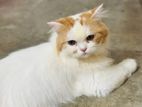 Persian Pure longcoat Male....