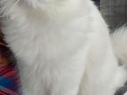 Persian Pure Male Cat