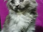 Persian Purebred (female)