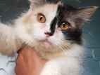 Persian Running Femle Calico Cat