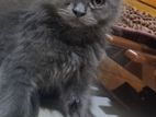 Persian Samur Jat