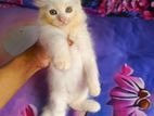 Persian sell