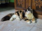 Persian Semi Adult Calico Female