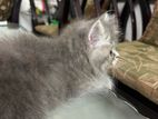 Persian Semi Punch Face