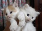 Persian semi-punch kitten (Male/Female)