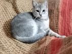 Persian short hair female cat