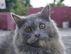 Persian tabby Cat