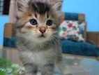 Persian Tabby High Quality Mixed cat