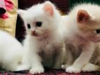 Persian third coat kittens