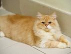 persian triple coat adult female