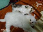 Persian triple coat cat for sell