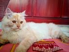 Persian cat sell