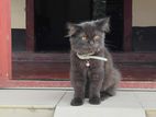 Persian Triple Coat