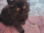 Persian triple coat kitten