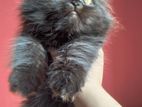 Persian triple coat kitten