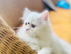 Persian triple coat kitten