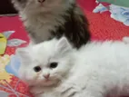 Persian triple coat kitten for sell